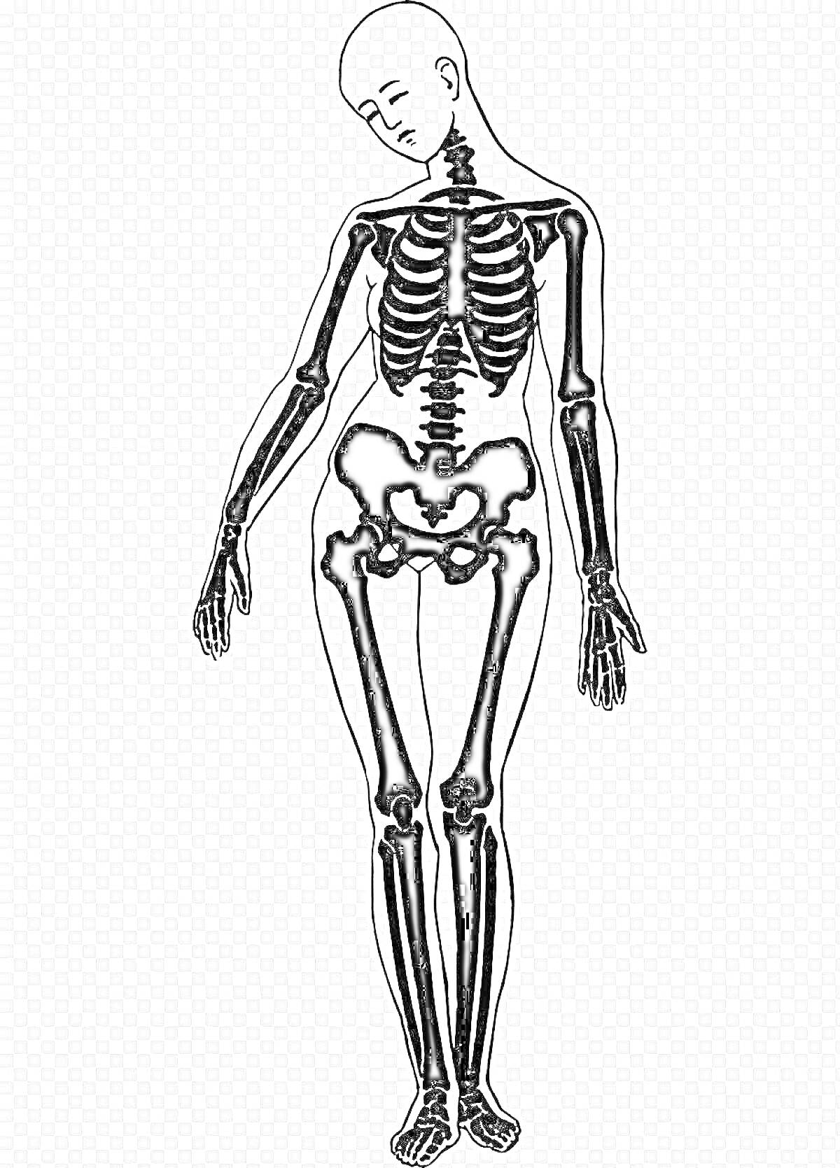 Раскраска Раскраска с изображением человеческого скелета, включая череп, рёбра, позвоночник, таз, руки, и ноги