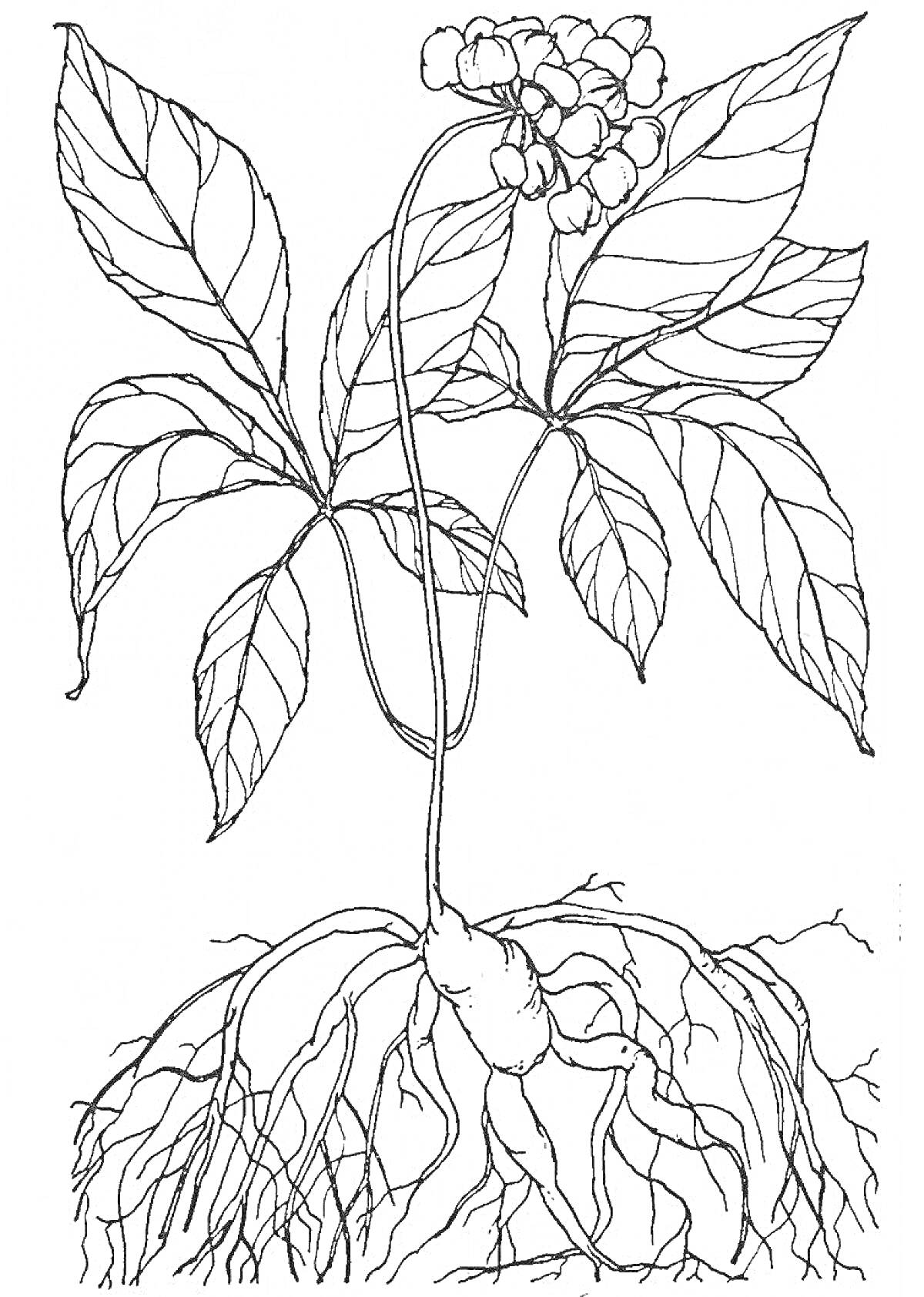 Раскраска Женьшень - корень, стебель, листья и цветочные бутоны