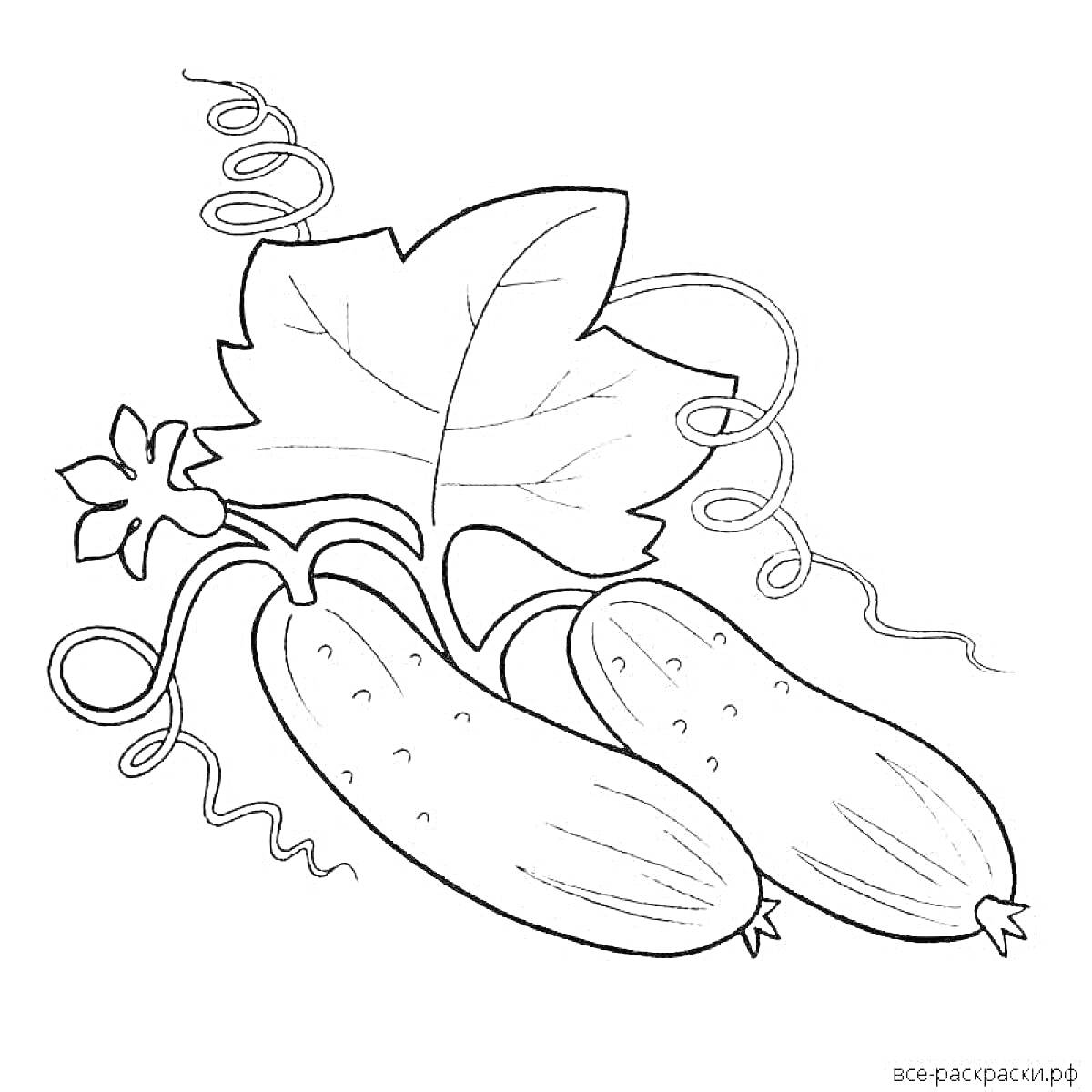 Раскраска Огурцы с цветком и листом