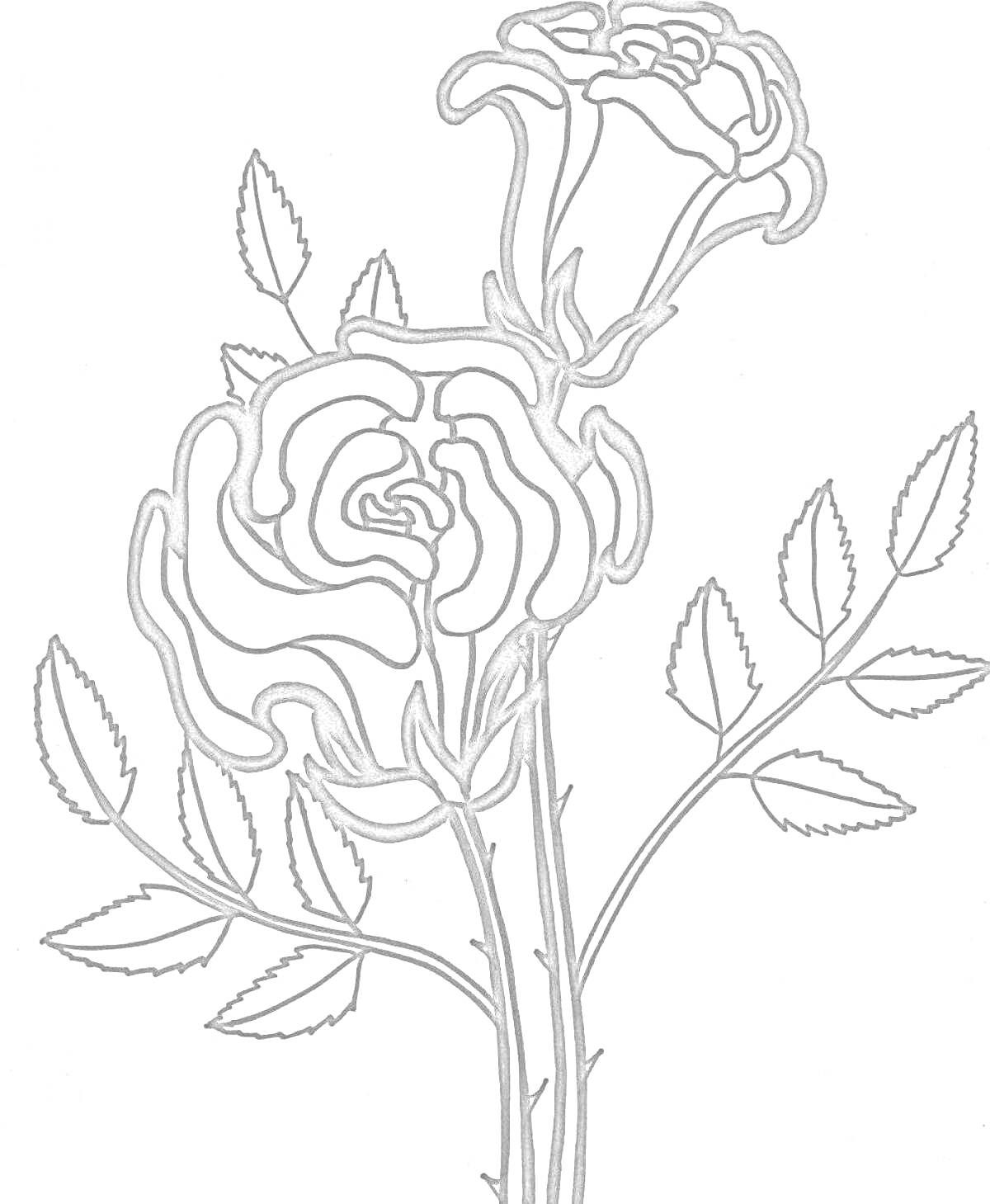 Раскраска Две распустившиеся розы на ветке с листьями
