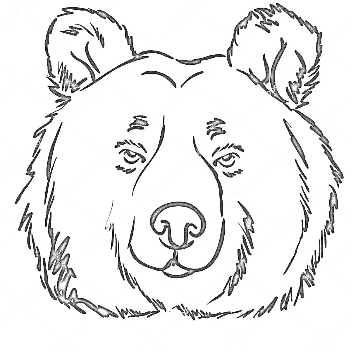 Раскраска Раскраска с изображением лица медведя с деталями морды, глаз, носа и ушей.