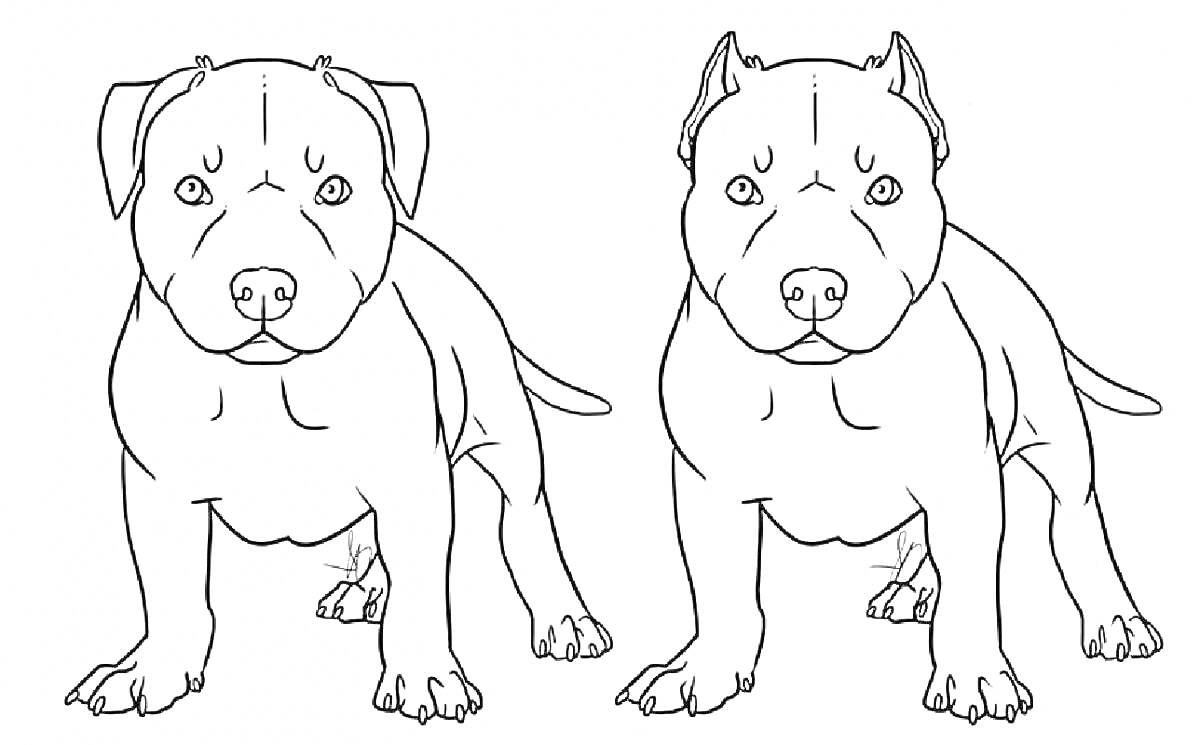Раскраска Два питбуля: один со стоячими ушами, другой с висячими ушами