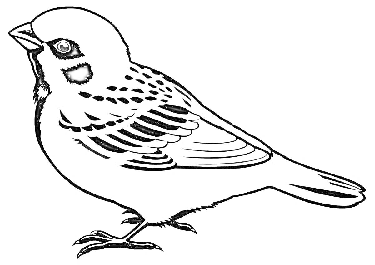 Раскраска Воробей в профиль с детализированным рисунком перьев и лапок