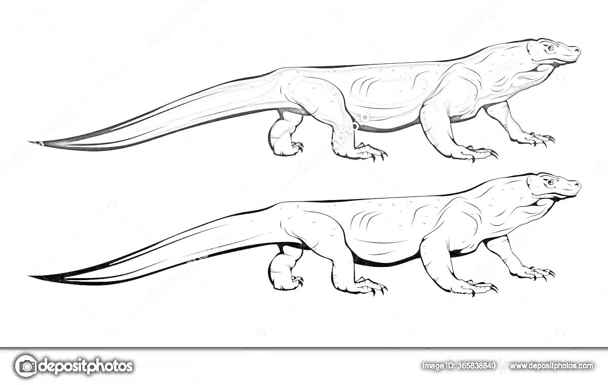 Раскраска Два комодских варана (один закрашен серым, другой в виде контурной раскраски)