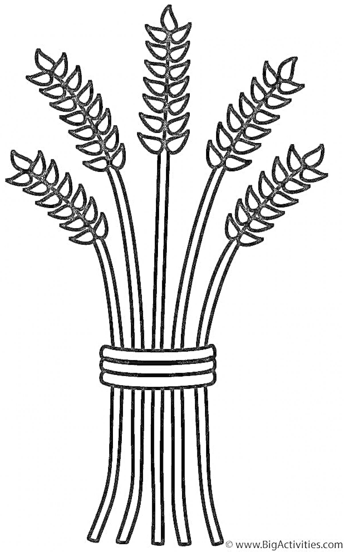 На раскраске изображено: Колосок, Пшеница, Связка, Природа, Сельское хозяйство