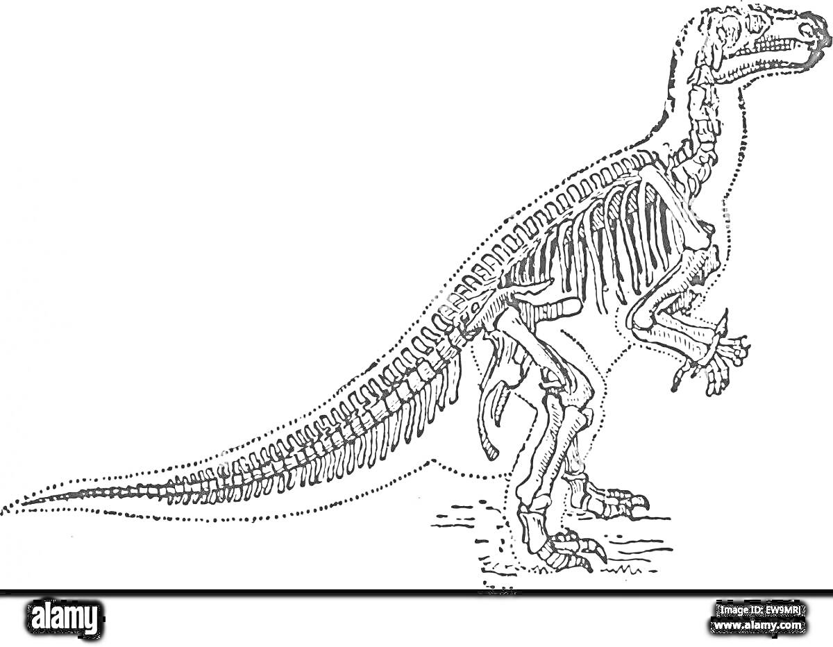 Раскраска Скелет игуанодона стоящего на задних лапах