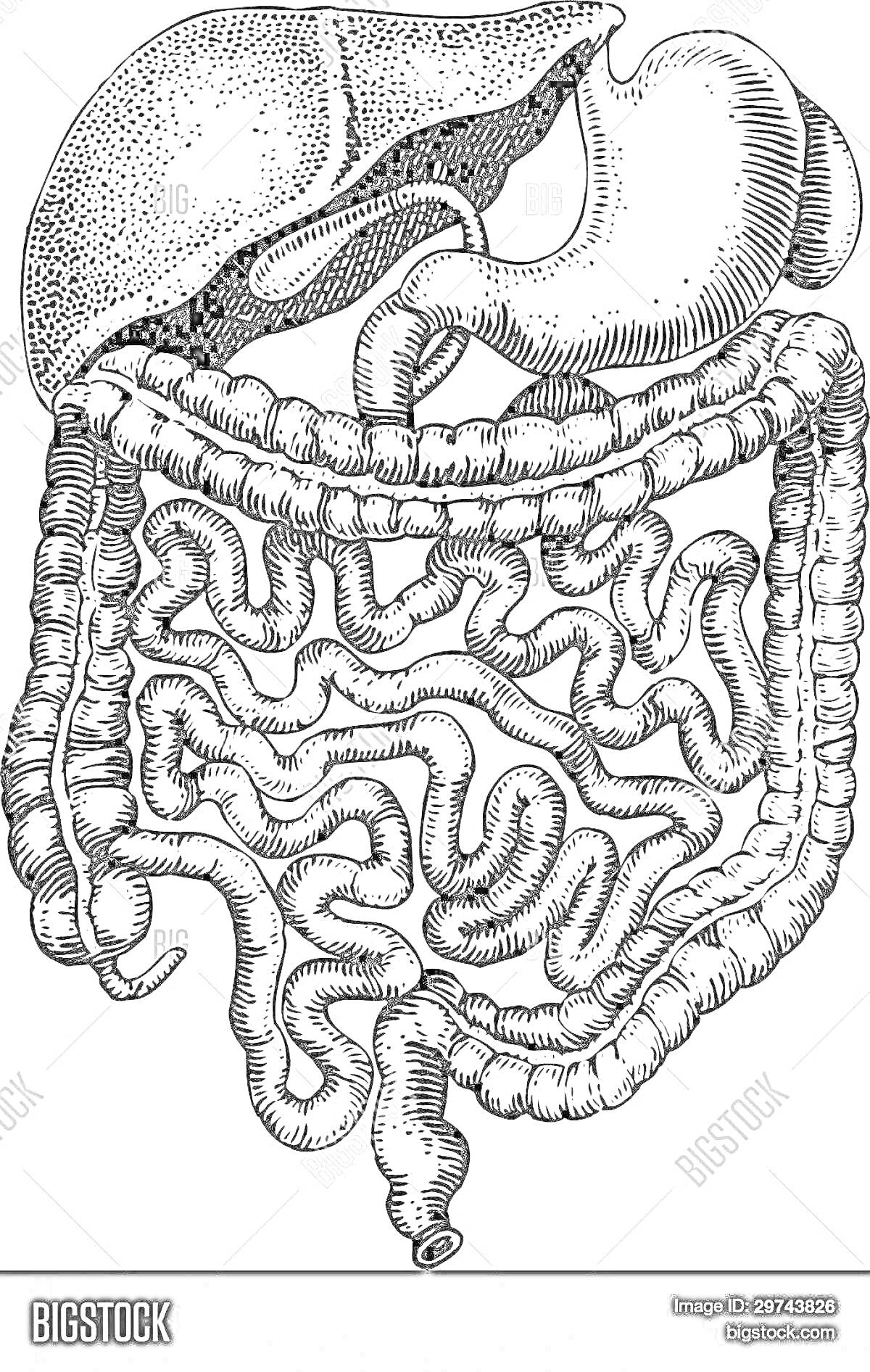 Раскраска кишечник человека, включающий желудок, тонкий кишечник, толстый кишечник, слепую кишку и аппендикс