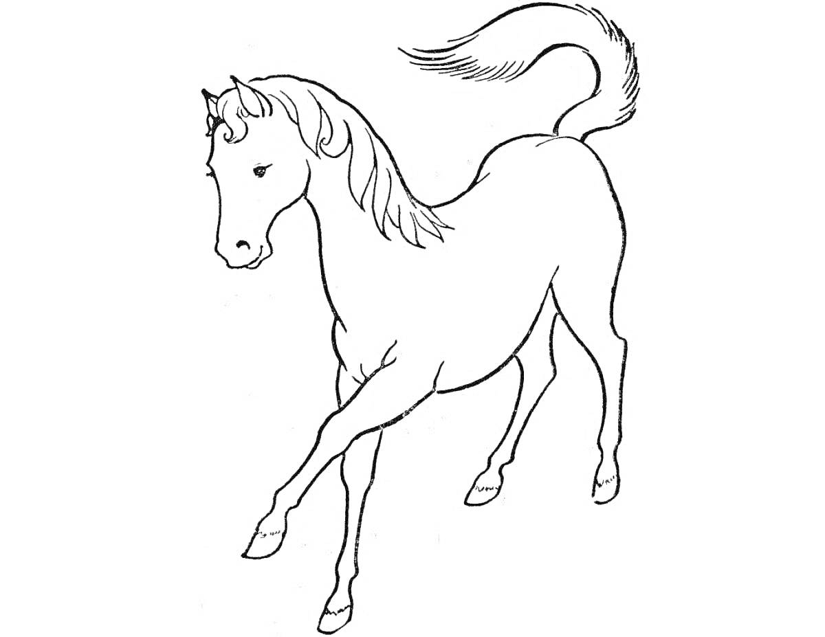 На раскраске изображено: Животные, Грива, Хвост, Контурные рисунки, Лошадь, Шаги