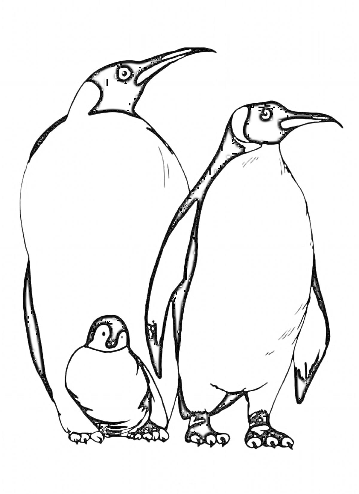 РаскраскаСемья: взрослые пингвины и пингвинёнок