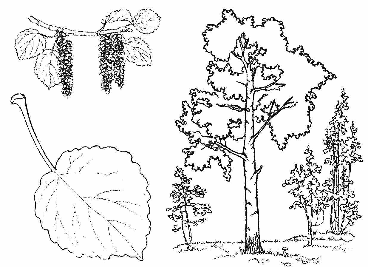 На раскраске изображено: Осина, Листья, Соцветия, Природа, Лес, Ботаника