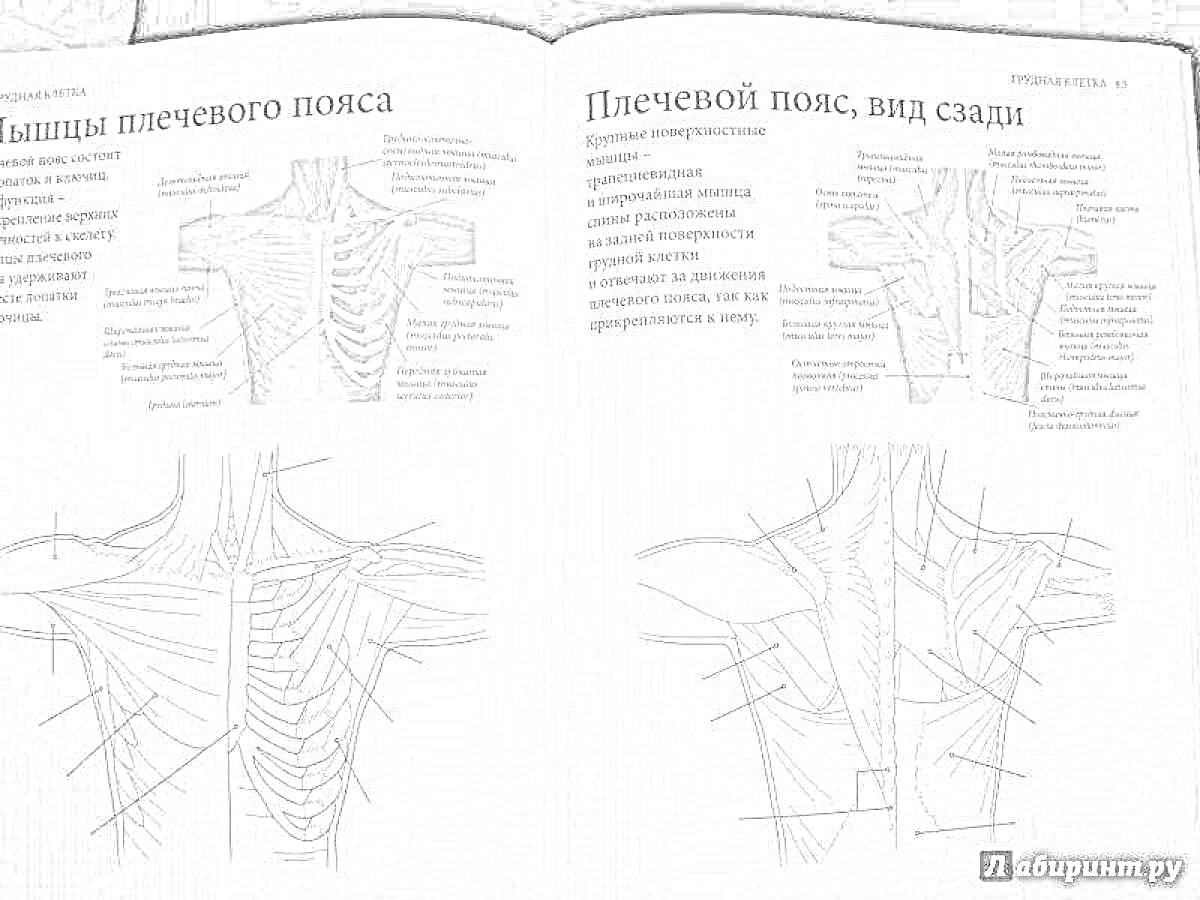 На раскраске изображено: Анатомия, Мышцы, Иллюстрация, Образование