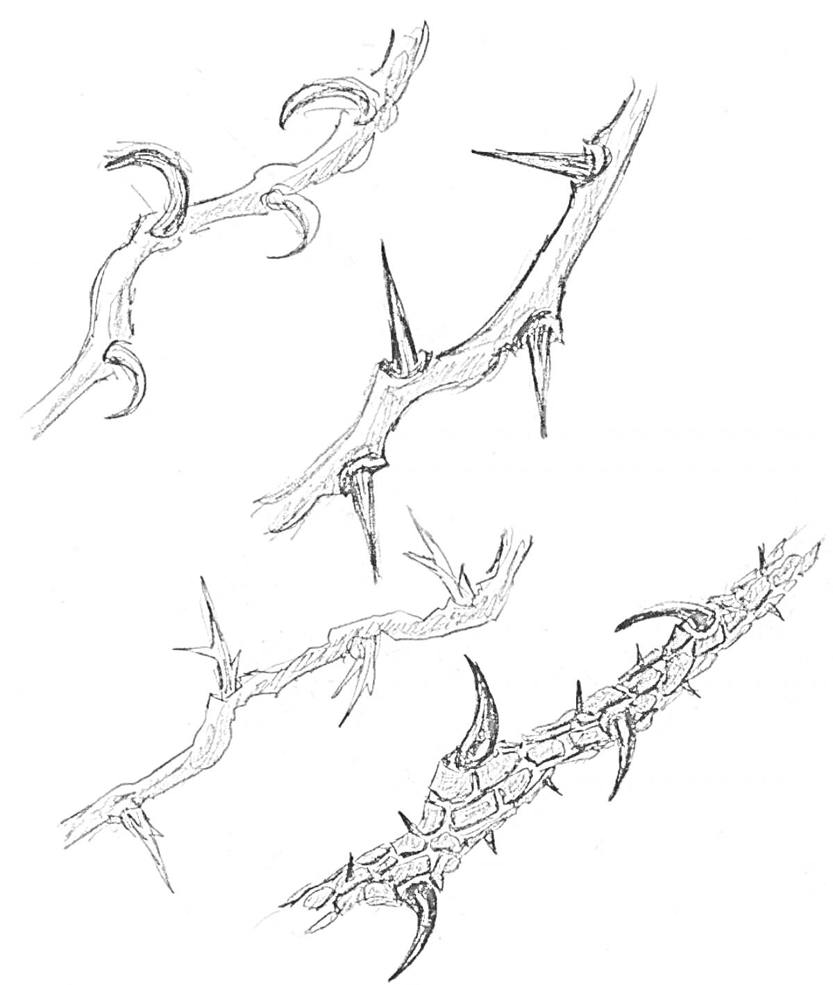 На раскраске изображено: Шипы, Природа, Ботаника, Растения