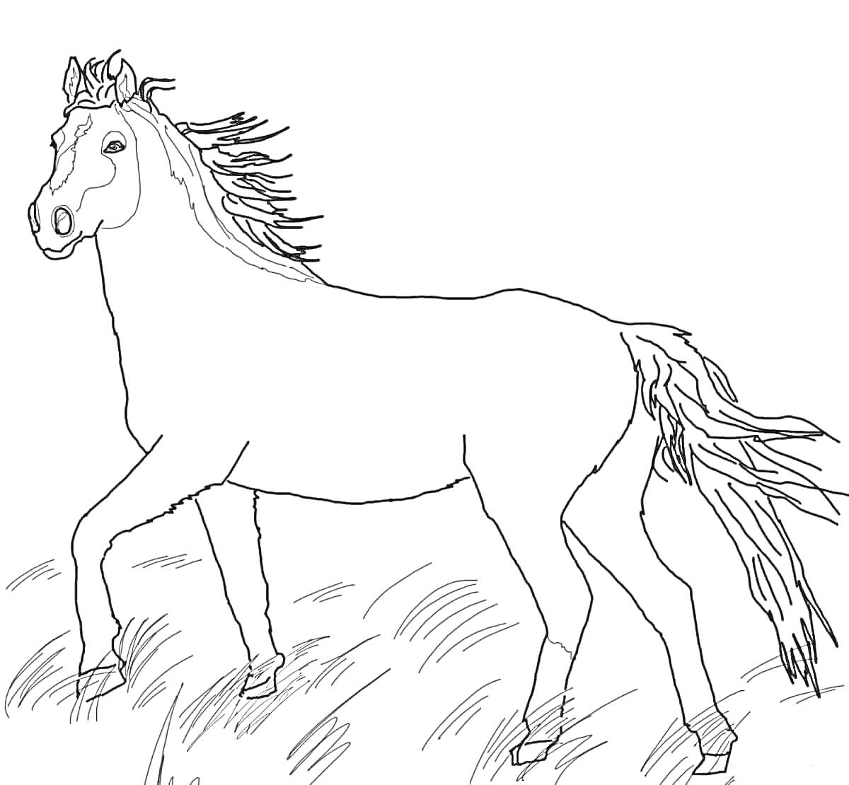 На раскраске изображено: Лошадь, Луг, Развевающаяся грива, Хвост, Трава, Животные, Для детей, Контурные рисунки