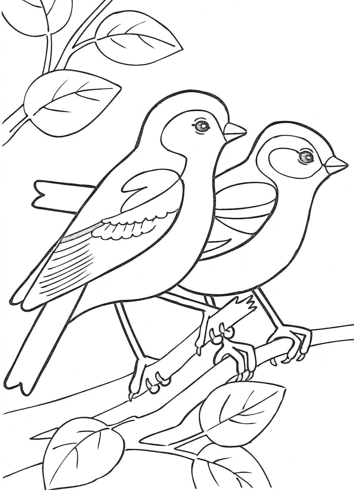 На раскраске изображено: Зяблик, Пара, Ветка, Листья, Природа, Птица, Контурные рисунки