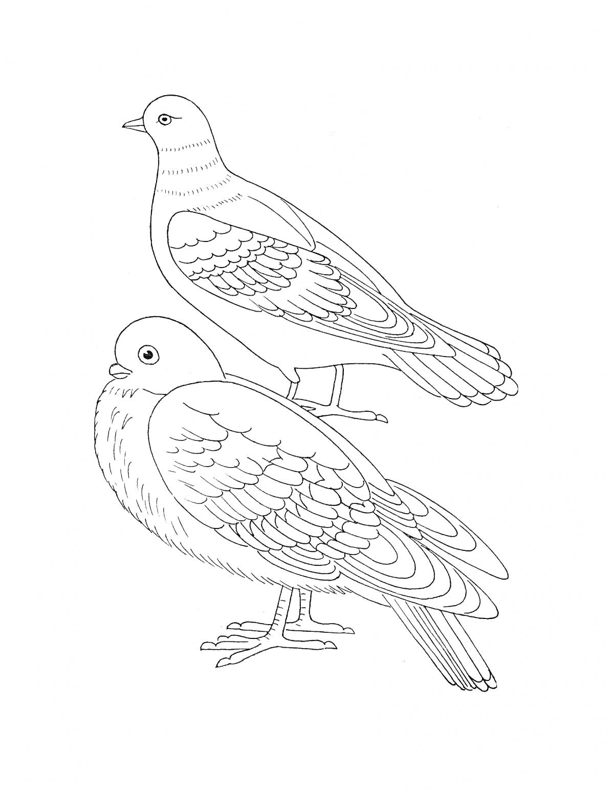 Раскраска Две зимующие птицы - в профиль и лицом; верхняя птица поет.