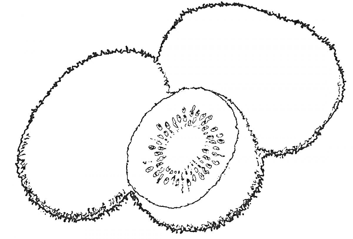 Раскраска Целый киви и два половинки киви