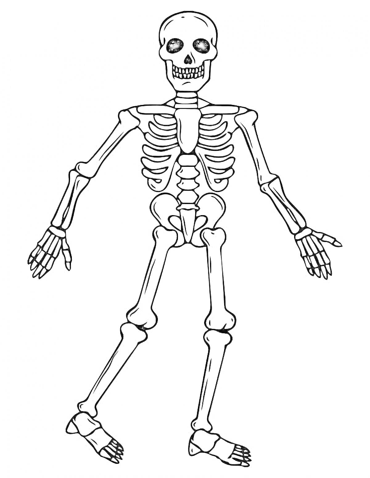 Раскраска Скелет человеческого тела с руками, ногами, грудной клеткой, позвоночником, черепом