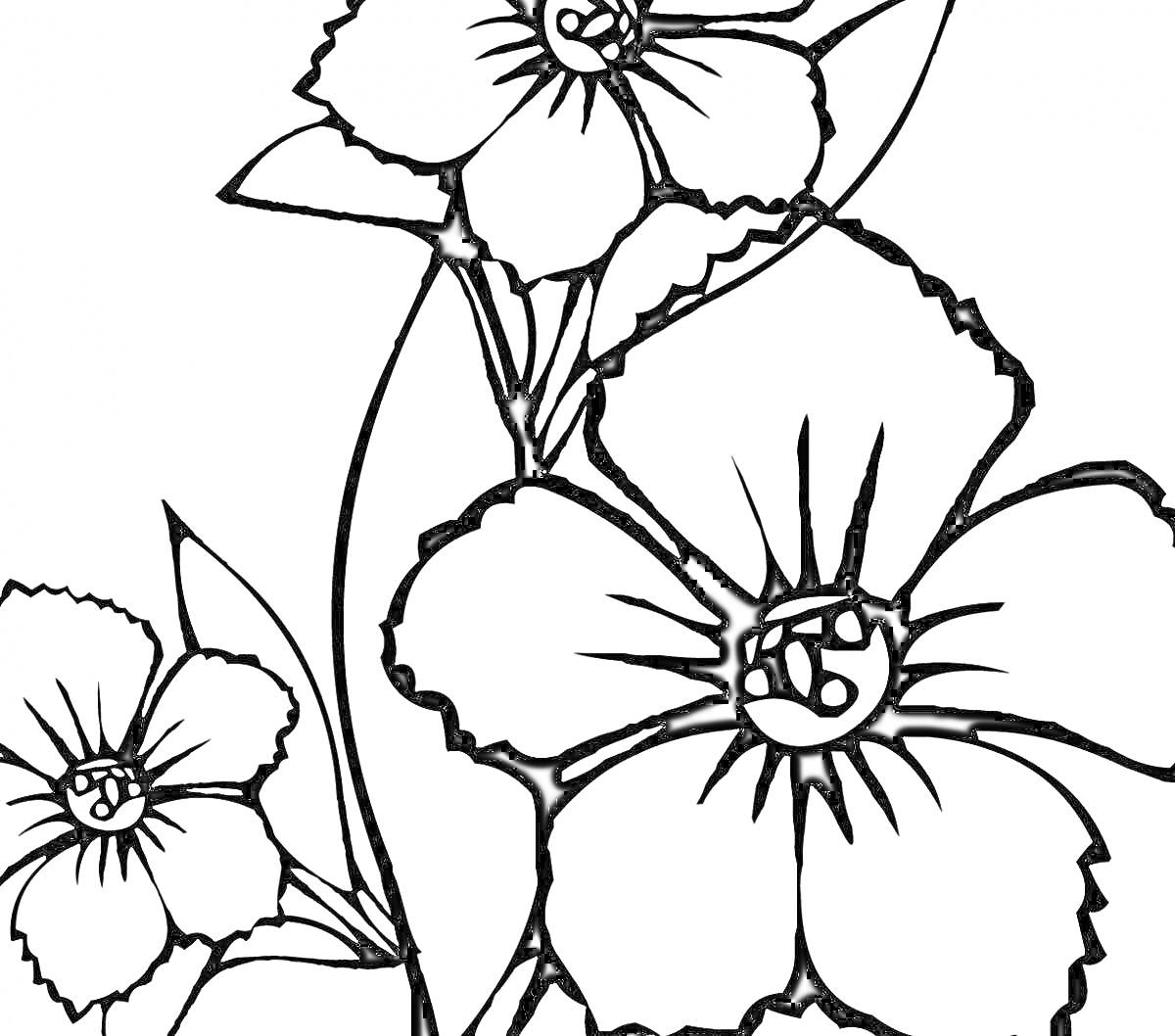 Раскраска Три цветка с крупными лепестками и листьями