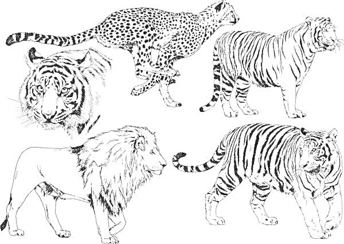 Раскраска Тигр, лев и гепард в различных позах