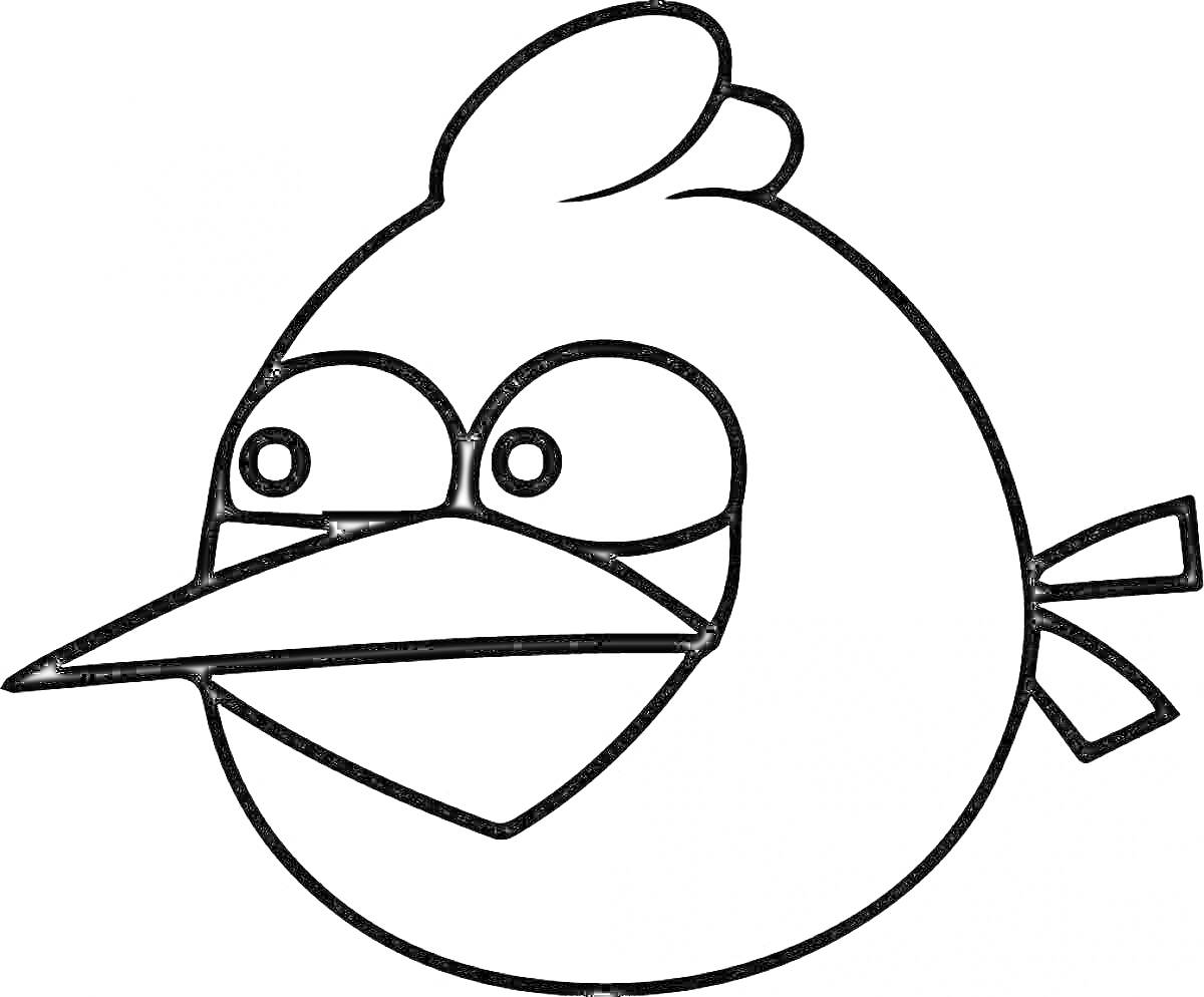 Раскраска Птица из Angry Birds с хохолком и клювом
