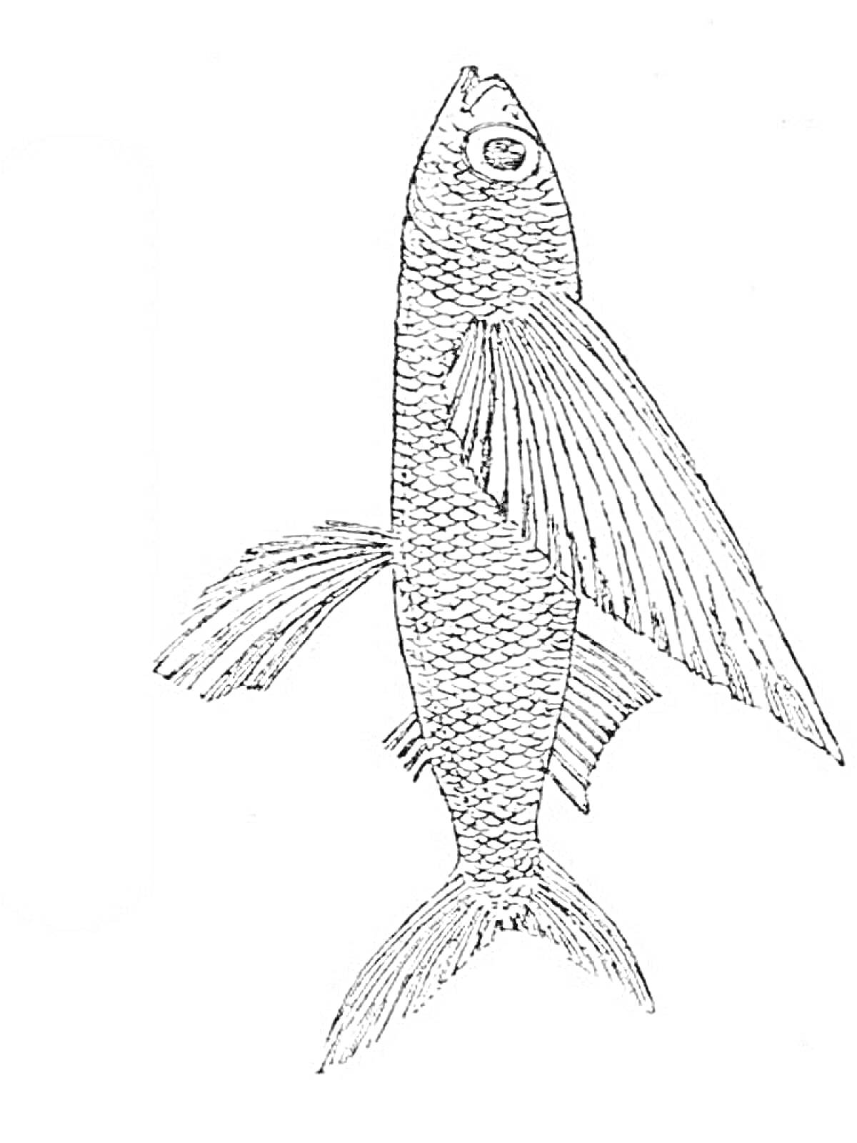 Раскраска Летучая рыба с длинными грудными плавниками и чешуйчатым телом