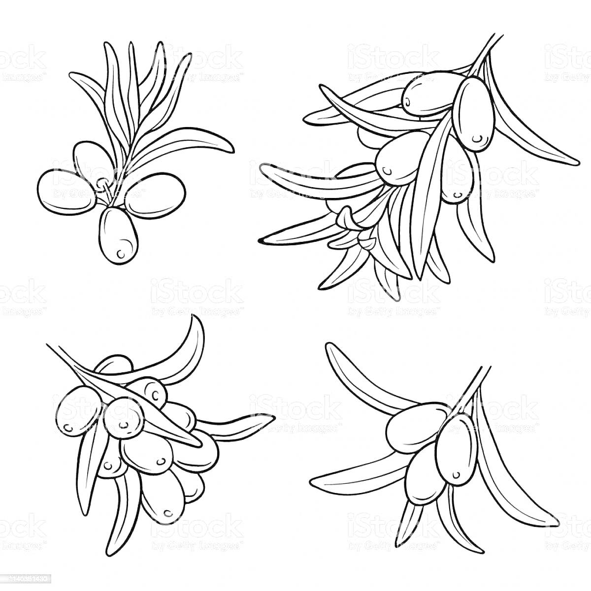 На раскраске изображено: Облепиха, Ягоды, Листья, Природа, Растения