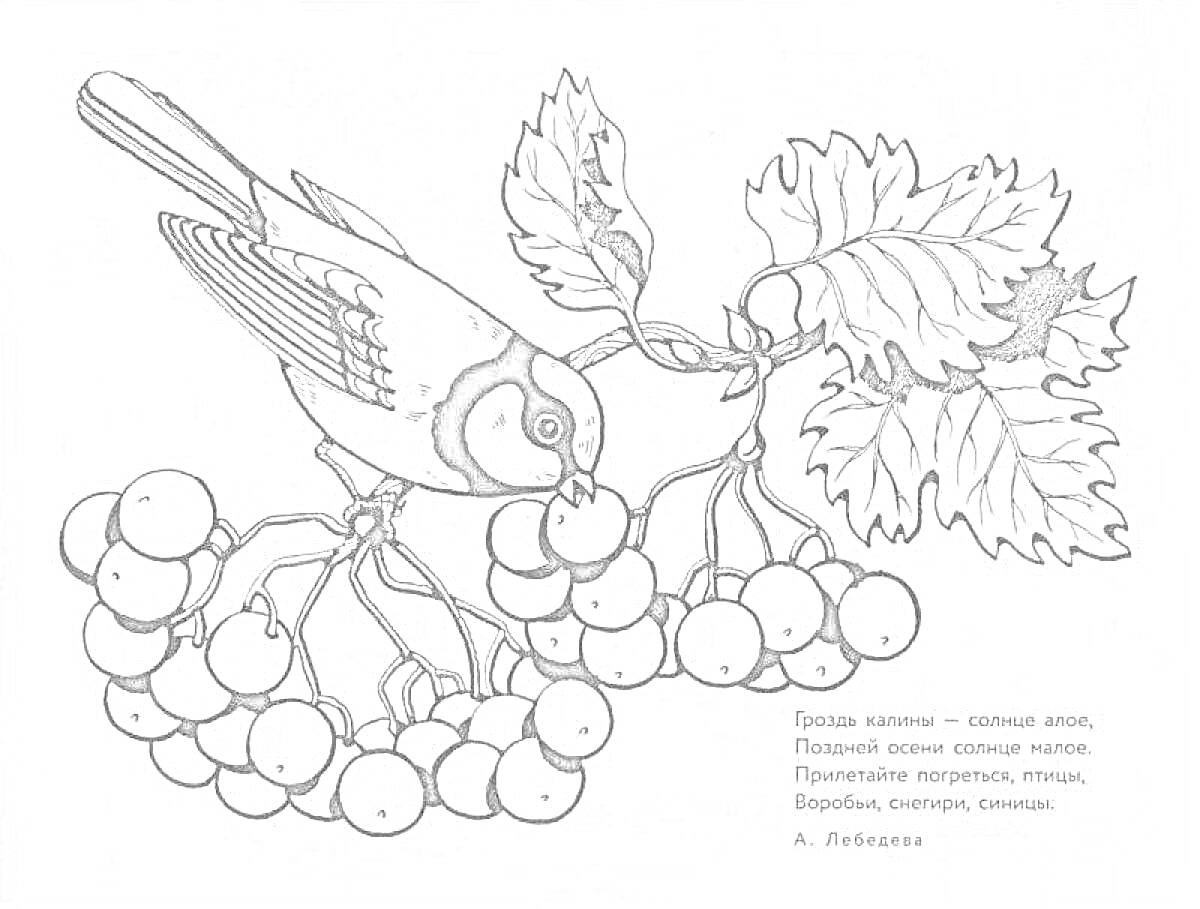 Раскраска Птица на ветке рябины с гроздьями ягод и листьями