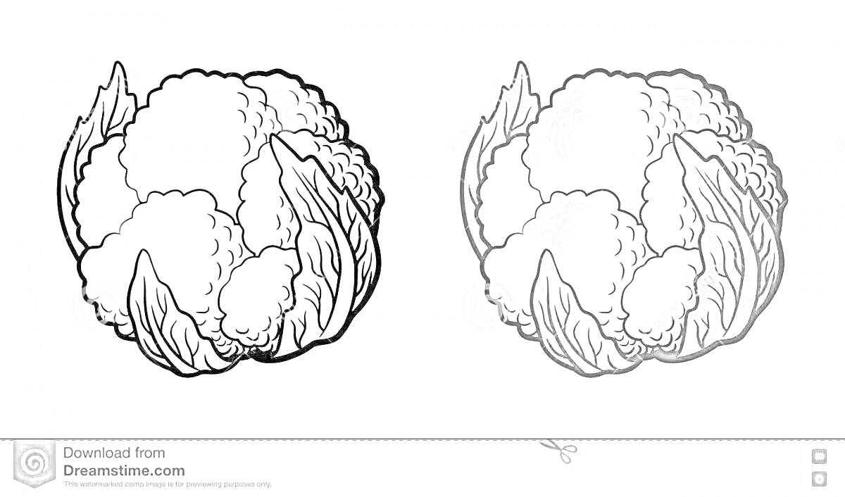 На раскраске изображено: Цветная капуста, Листья