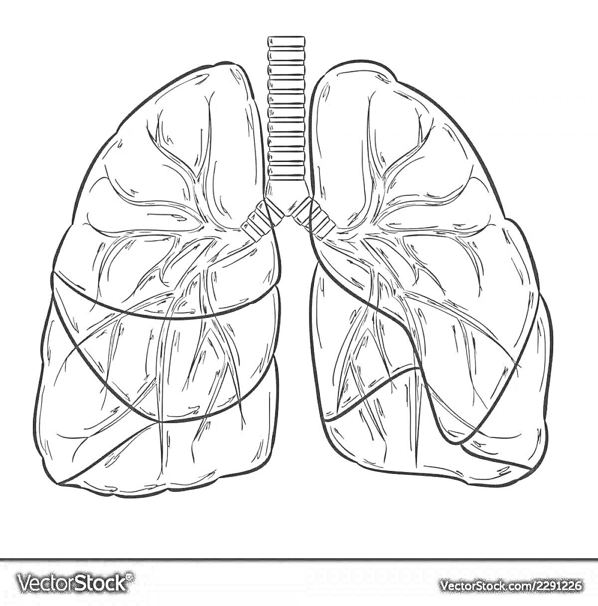 Раскраска Легкие человека с трахеей и бронхами
