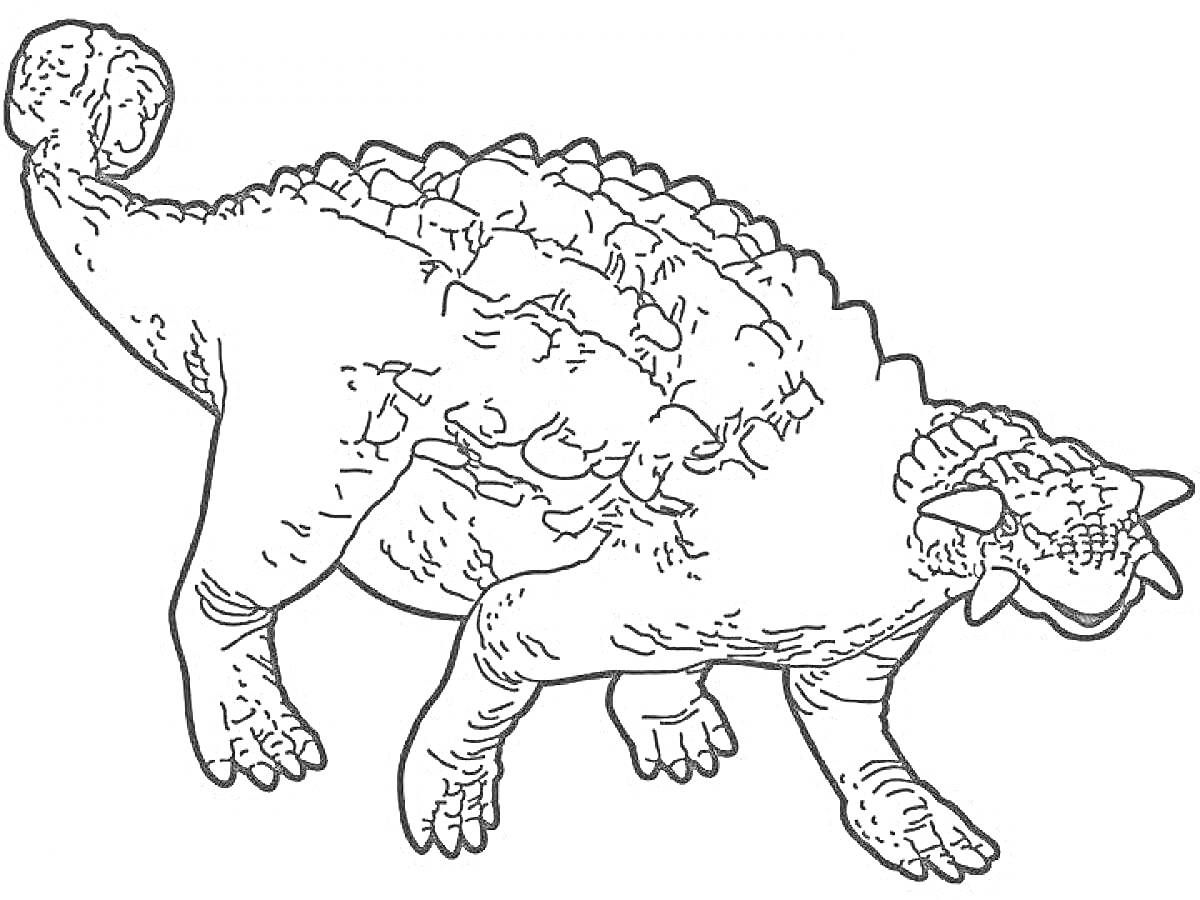 Раскраска Анкилозавр с броней и шипами, на лапах 4 пальца, голова с рогами, хвост с булавой.