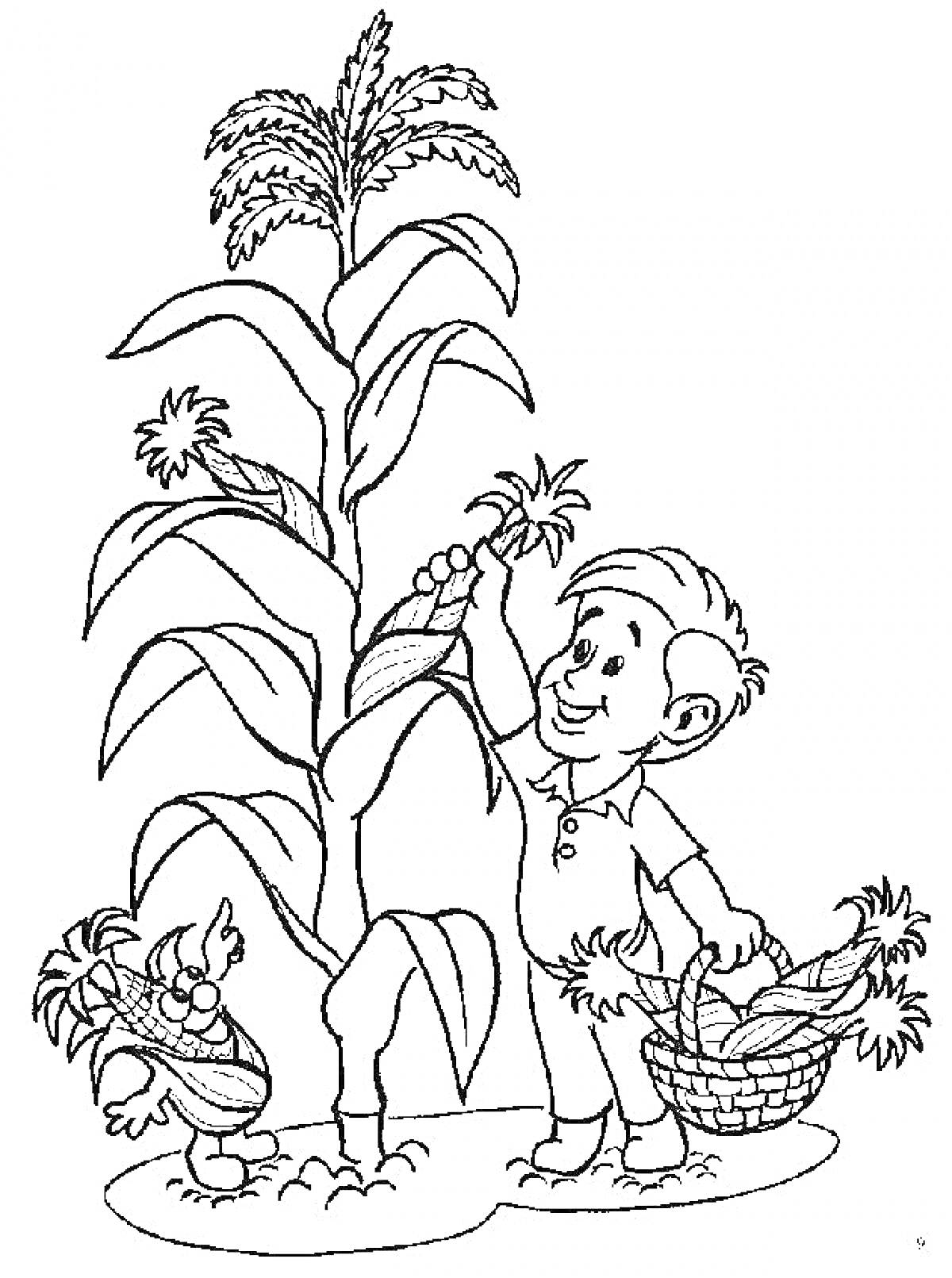 На раскраске изображено: Растения, Кукуруза, Мальчик, Корзина, Сбор урожая, Фермер, Огород, Сельское хозяйство