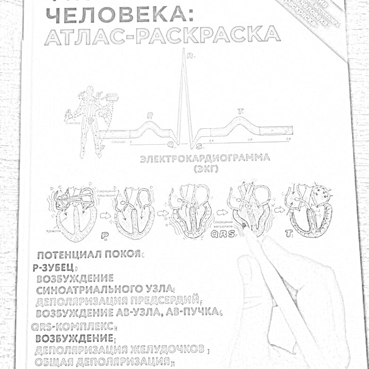 На раскраске изображено: Атлас, Электрокардиограмма, ЭКГ, Желудочки, Биология, Медицина