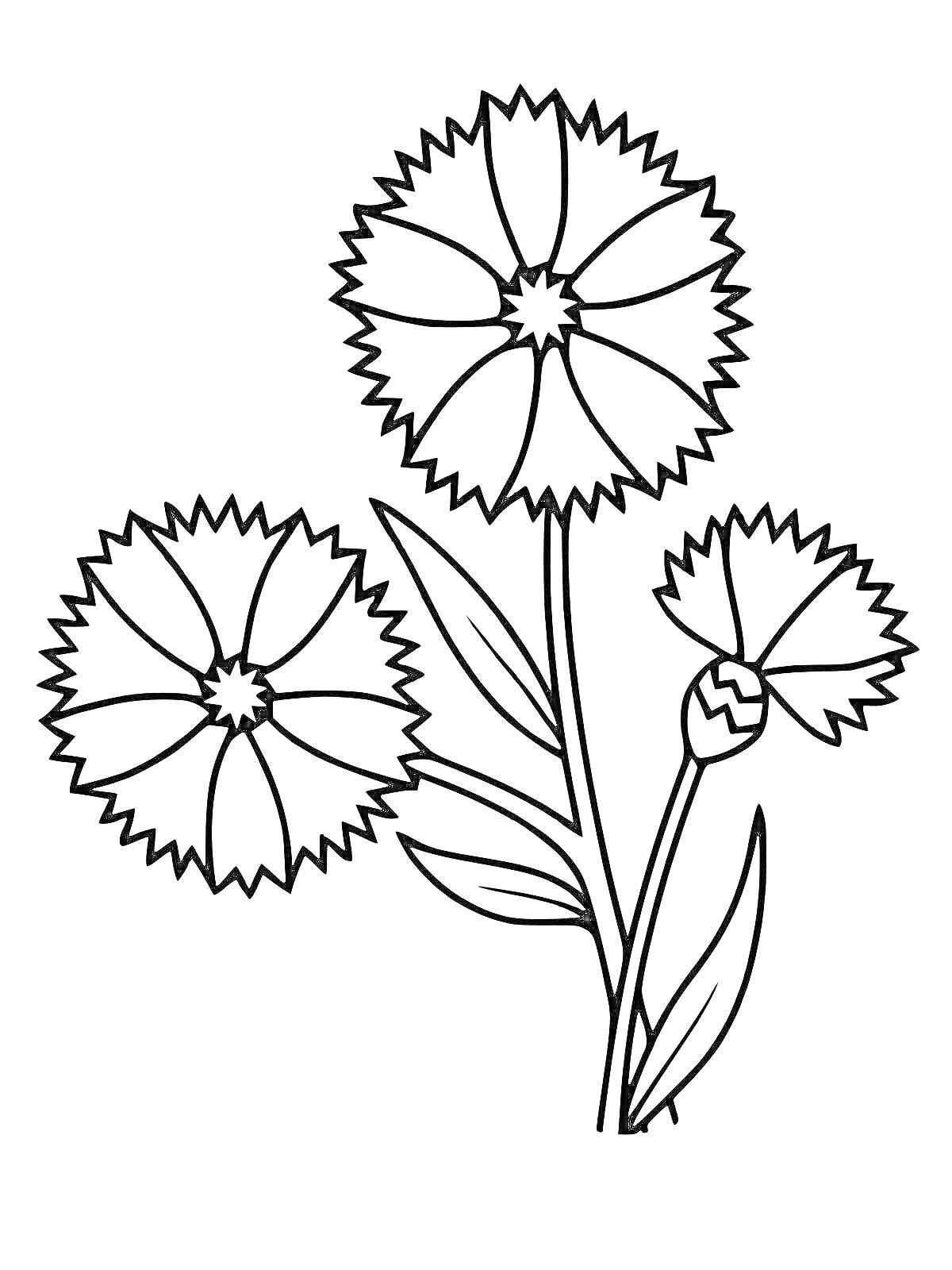 На раскраске изображено: Василёк, Листья, Бутон, Три цветка