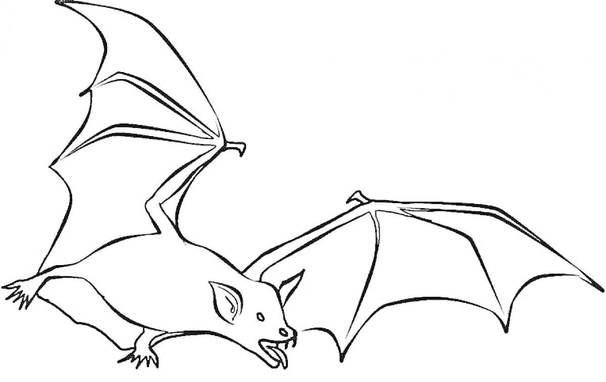 Раскраска Летучая мышь с распростёртыми крыльями, пастью и ушами