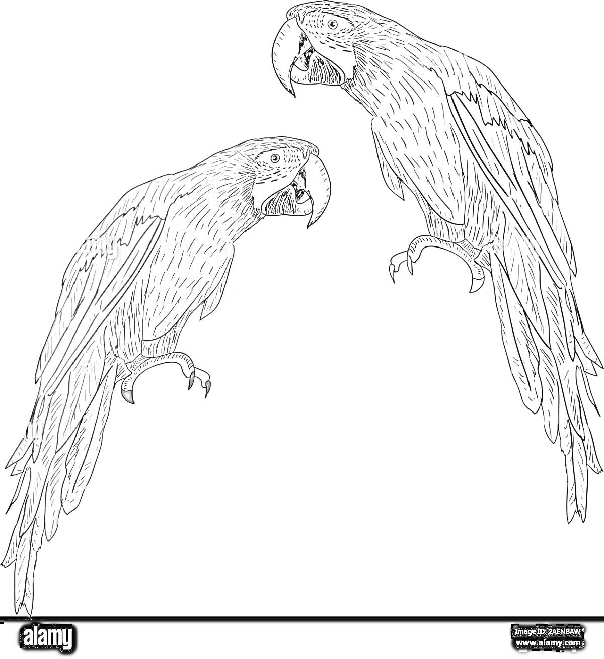 Раскраска Два голубых ара на ветке