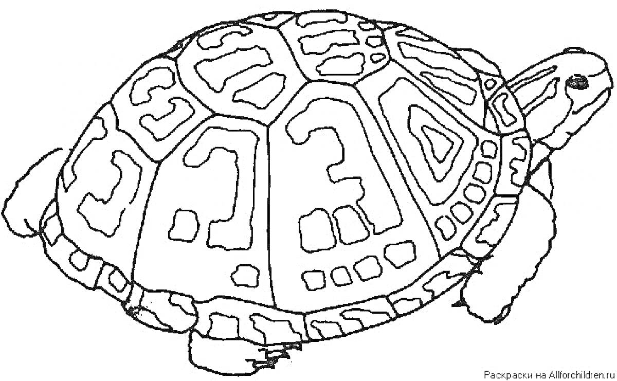 Раскраска Черепаха с узорчатым панцирем, вид сбоку