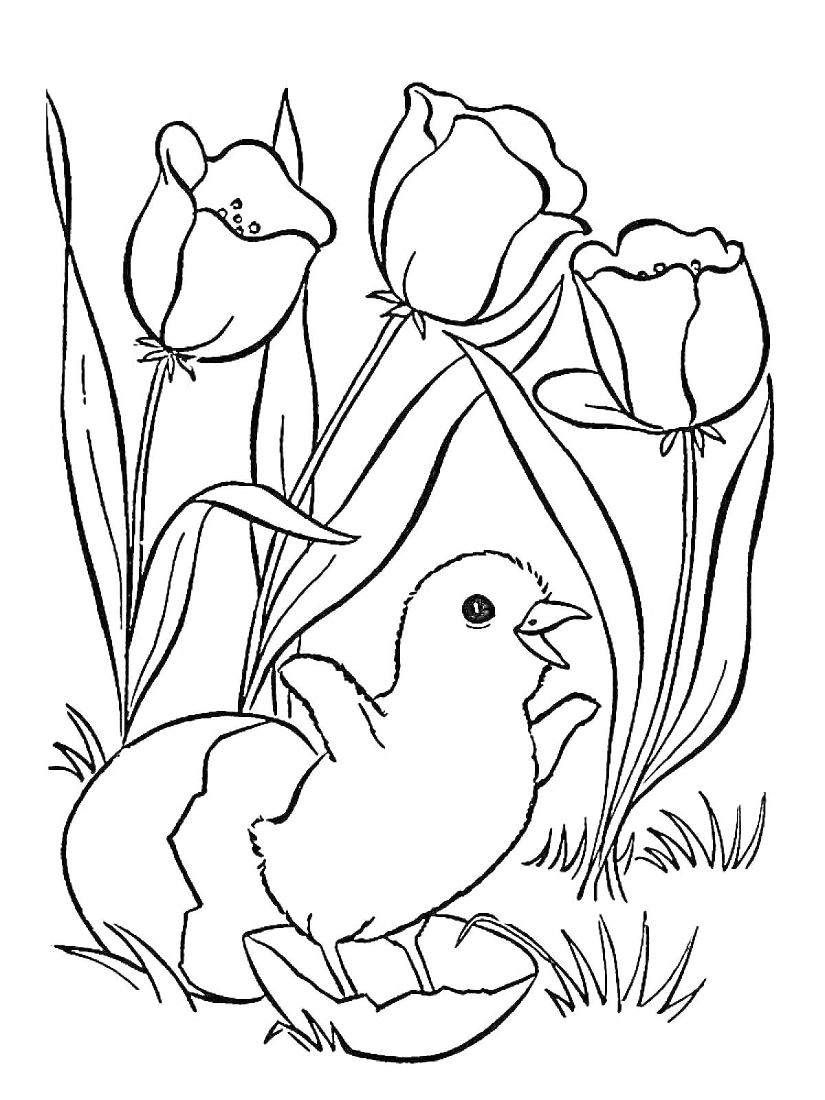 Раскраска Цыпленок в скорлупе на фоне тюльпанов