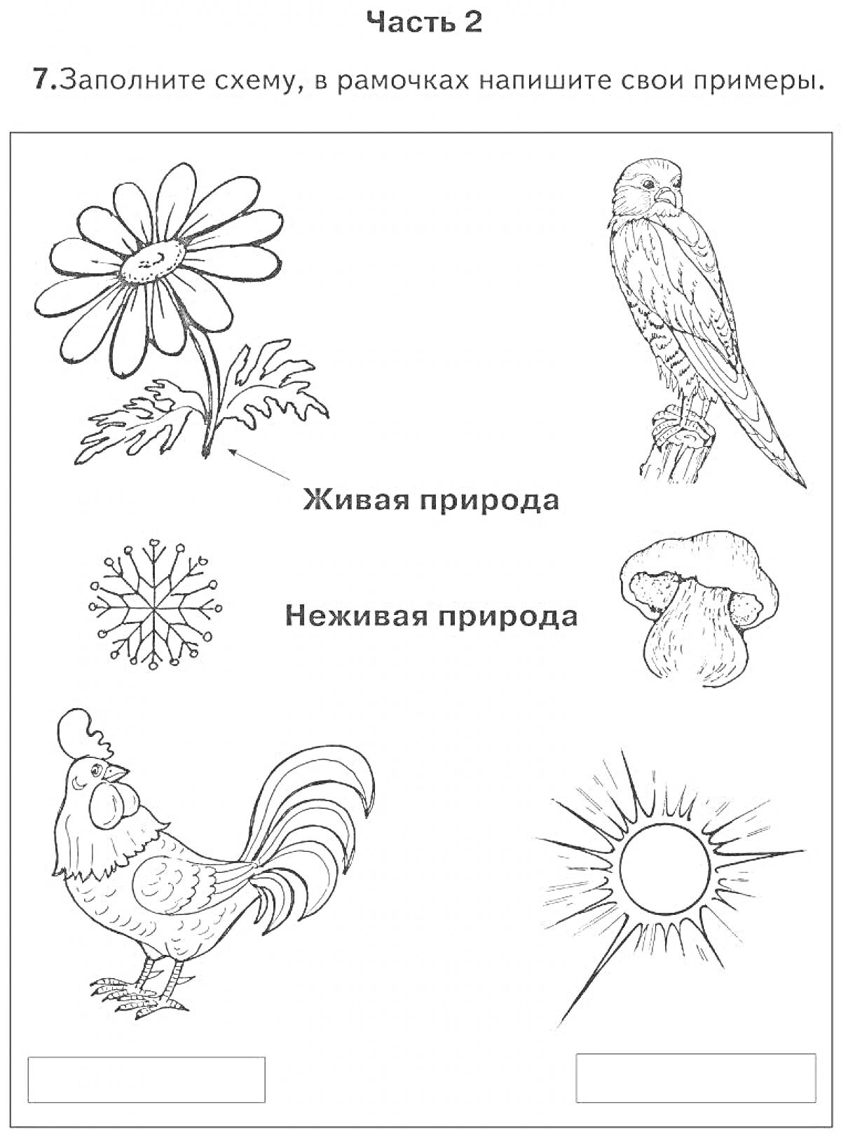 Раскраска Живая природа и неживая природа (цветок, сова, одуванчик, гриб, петух, солнце)