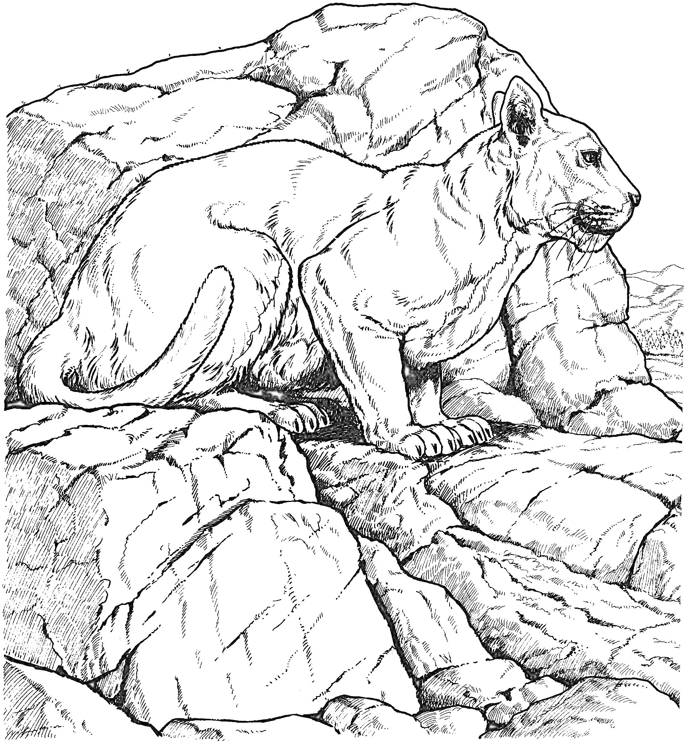 Львица на скалистом фоне