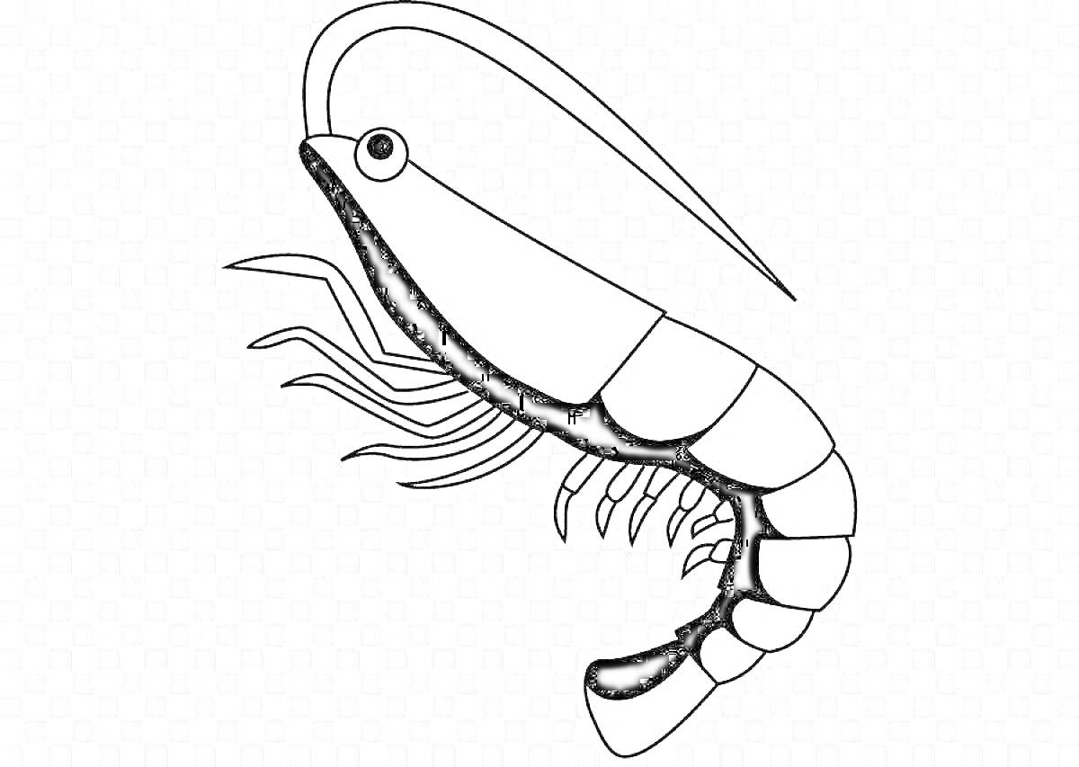 Раскраска креветка с усиками и сегментированным телом