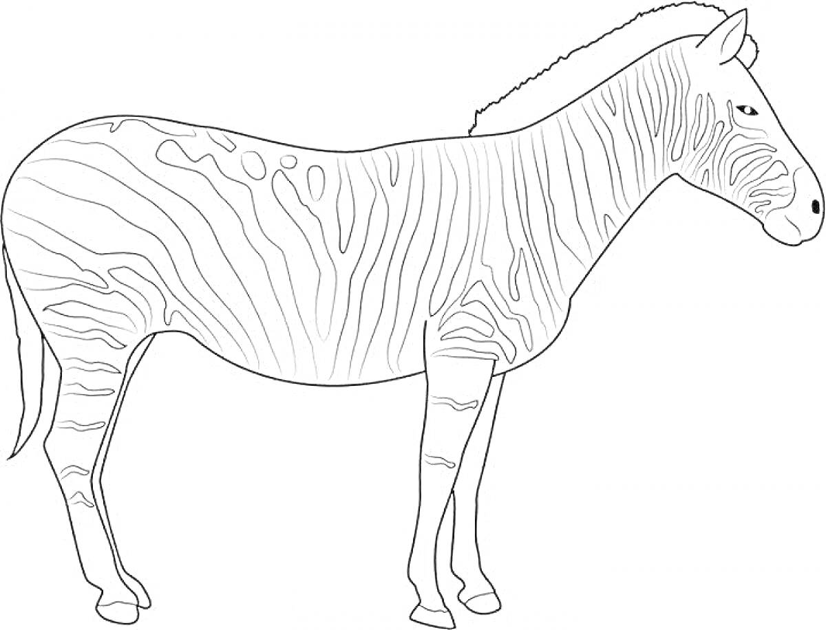 Раскраска зебра без полосок, стоящая в профиль