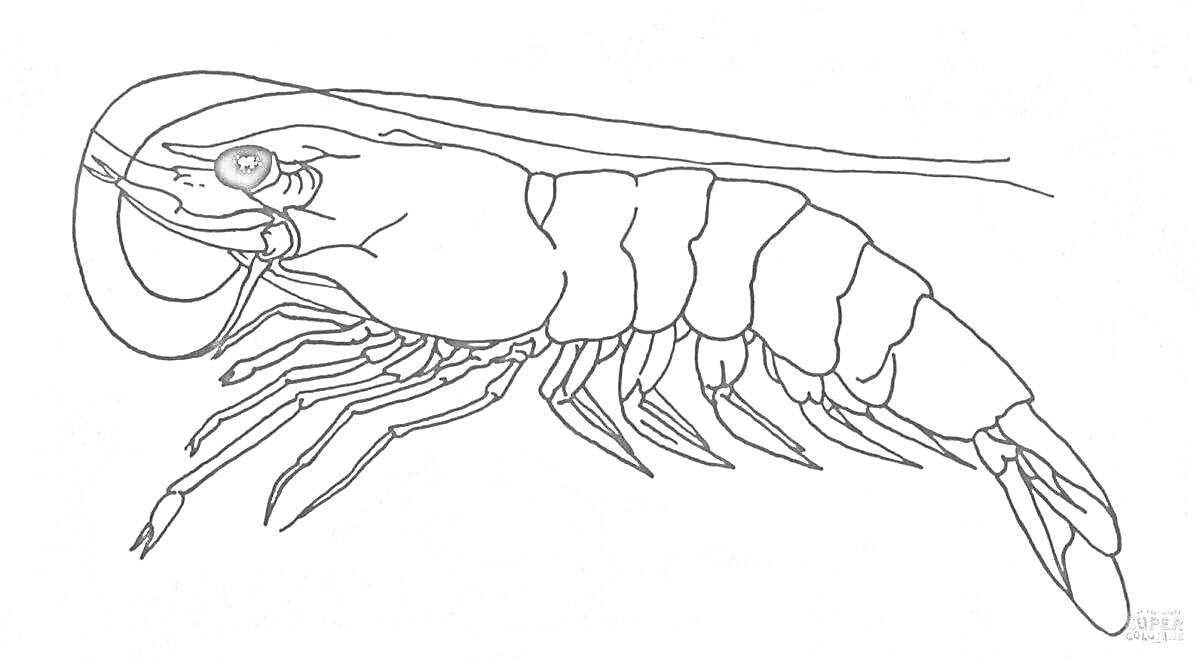 На раскраске изображено: Креветка, Сегментированное тело, Конечности, Контурные рисунки