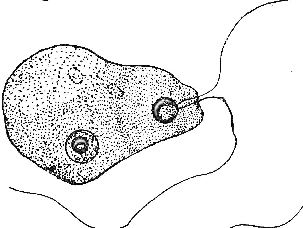 Раскраска Простейшее организм бодо борода с жгутиками