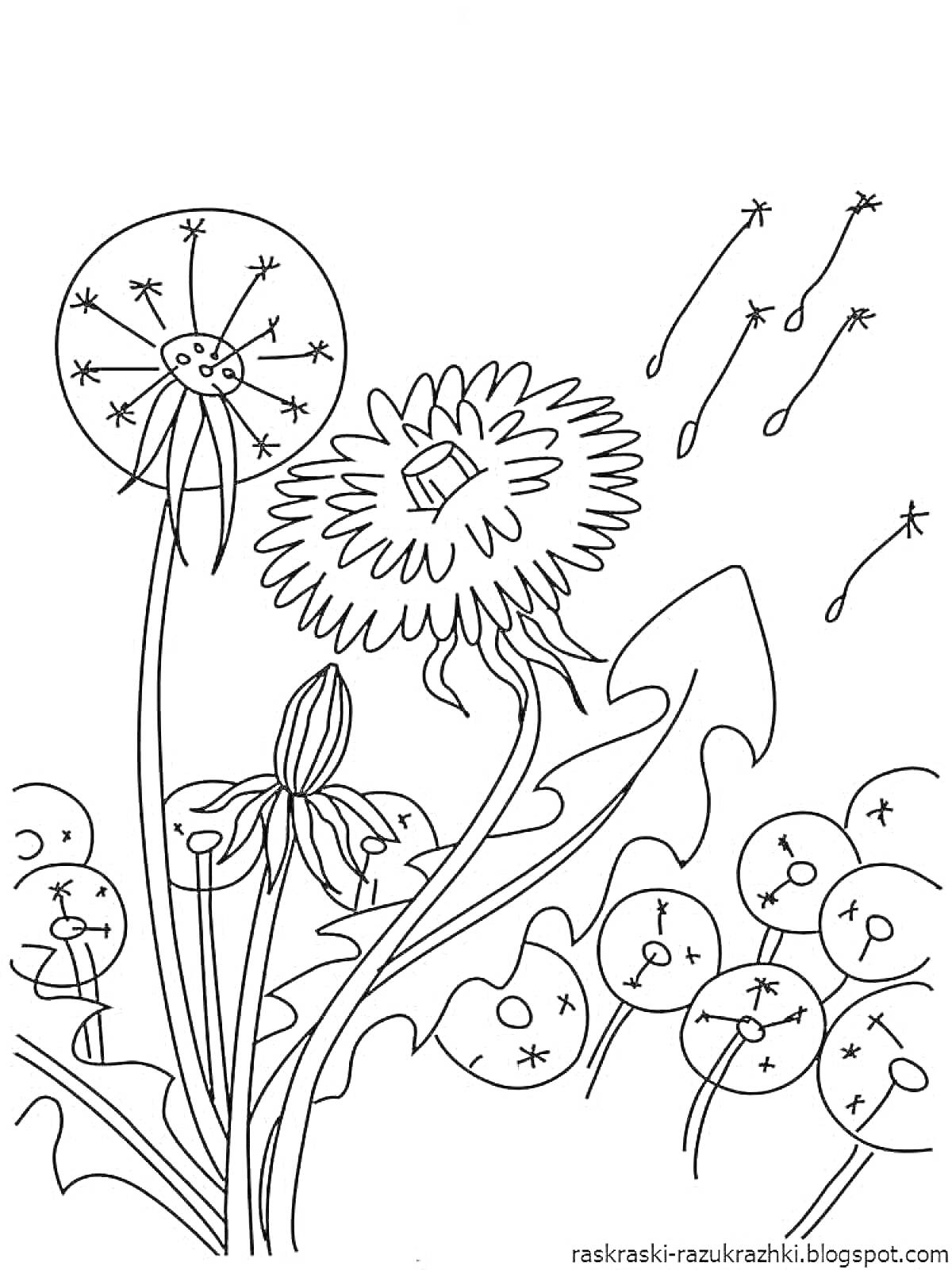 Раскраска Одуванчики - цветы, семена, листья, летящие пушинки