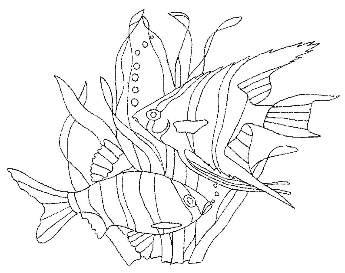 На раскраске изображено: Водоросли, Подводный мир, Море, Растения, Подводные растения, Морские животные, Рыба, Океаны
