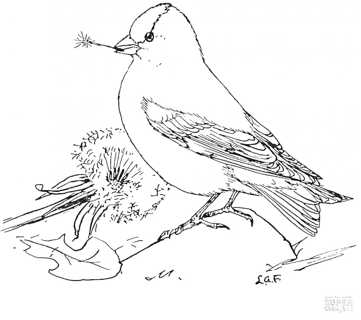 Раскраска Щегол с одуванчиками и листом
