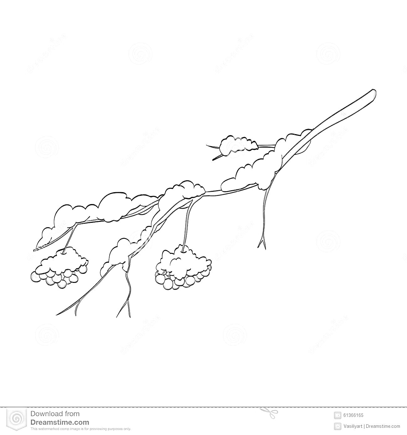 Раскраска Ветка рябины с ягодами под снегом зимой