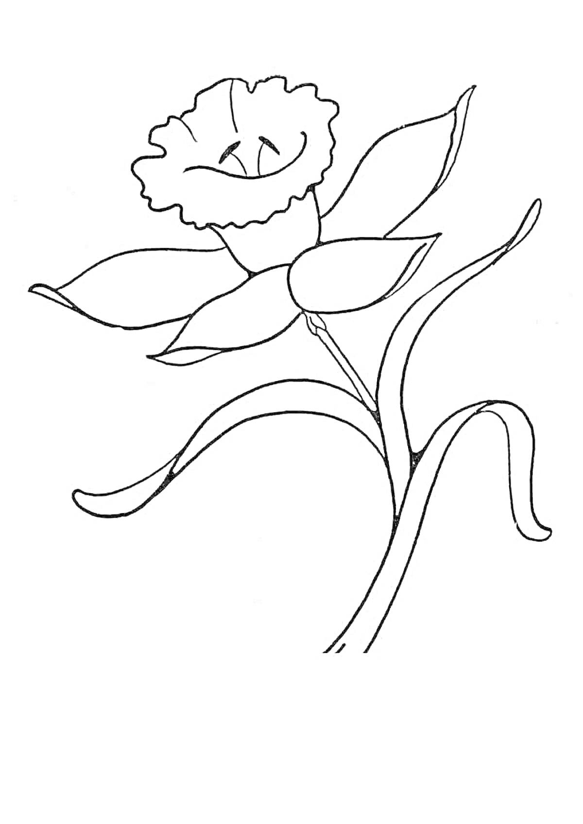Раскраска Раскраска с изображением неизвестного цветка с пятью лепестками, волнистым краем верхнего лепестка, большими листьями и стеблем