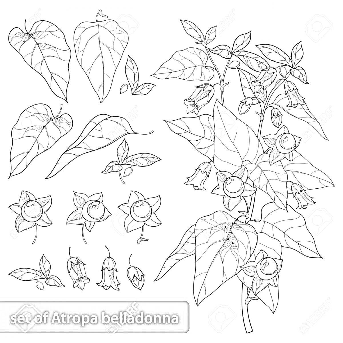 Листья, цветы и ягоды Atropa belladonna