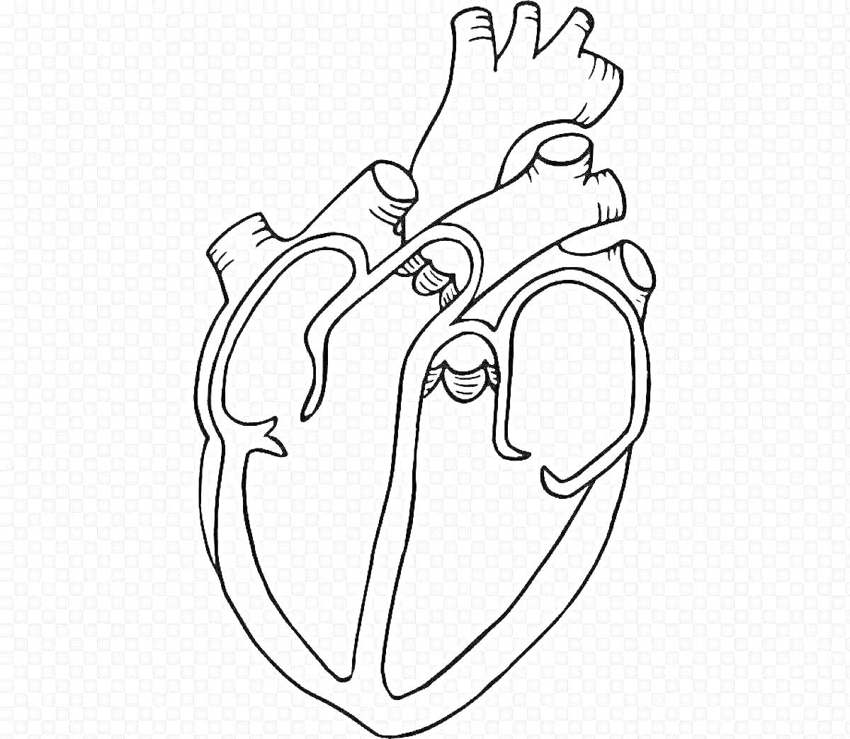Раскраска Анатомическое сердце с аортой, лёгочной артерией, левым предсердием, левым желудочком, правым предсердием, правым желудочком